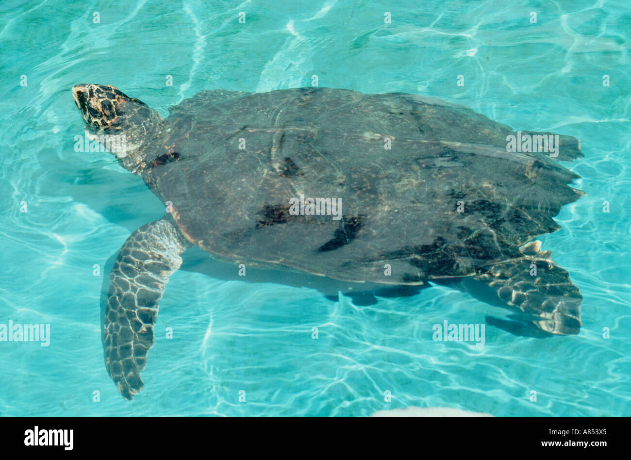 Australia. Queensland. Great Barrier Reef. Green Turtle. (chelonia mydas). Stock Photo