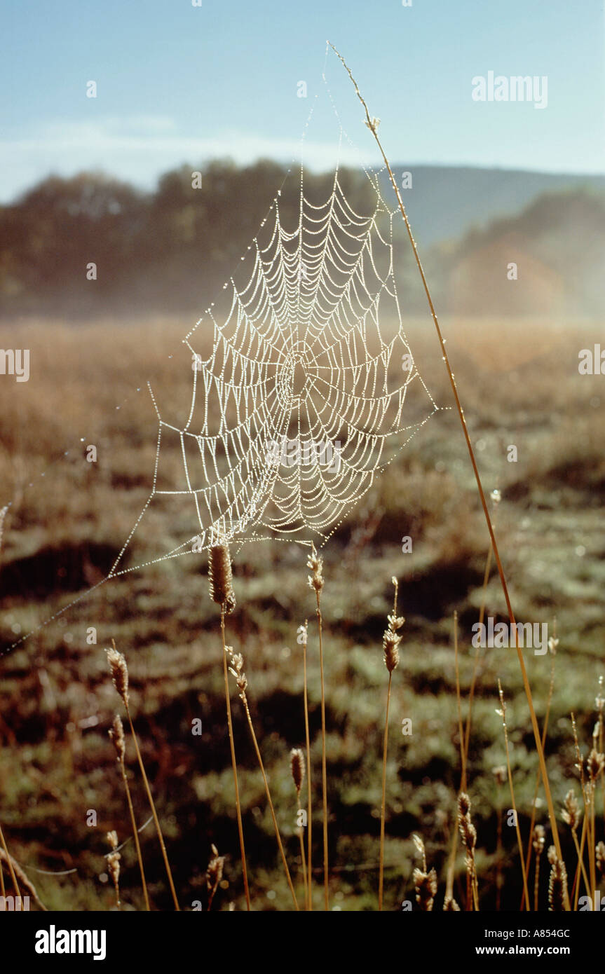 Spider's web cobweb covered in early morning dew. Stock Photo