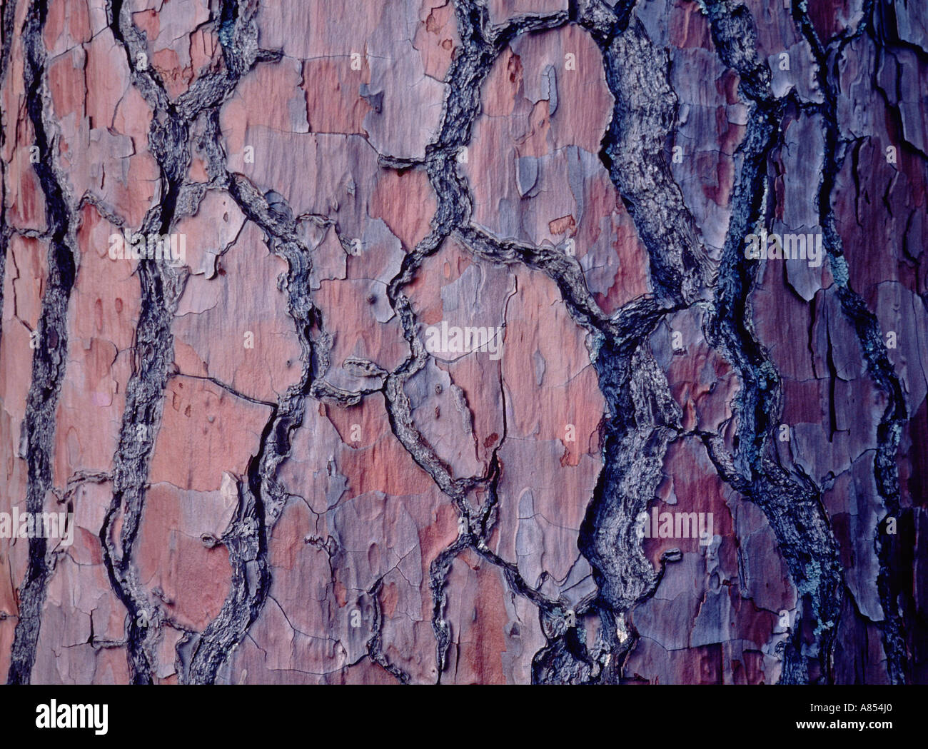 Australia. Pine tree cracked red bark close up. Stock Photo