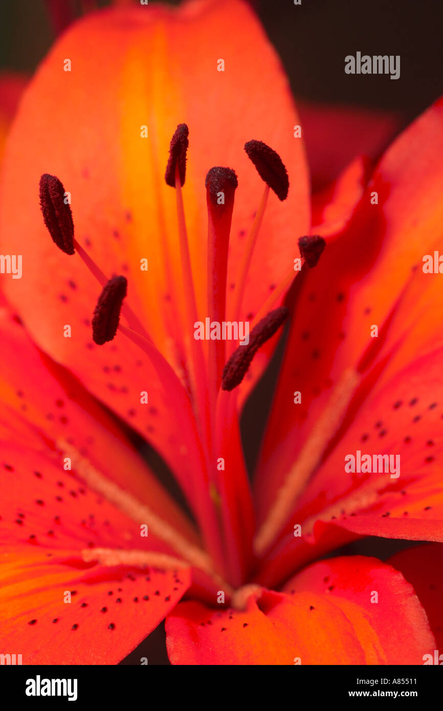 Asiatic Lily Orange Pixie Flower Stock Photo Alamy