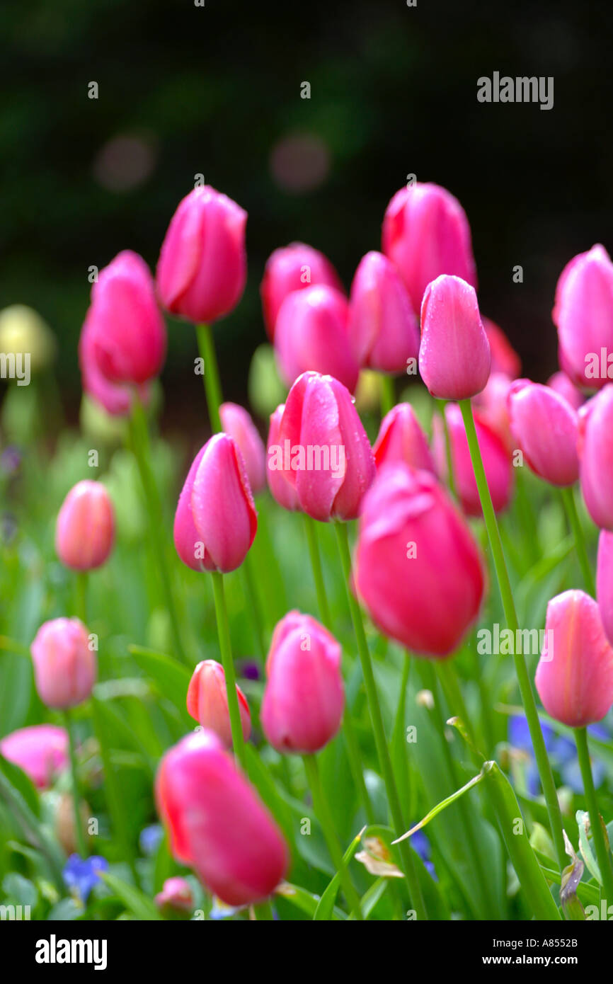 Tulip Renown Stock Photo Alamy
