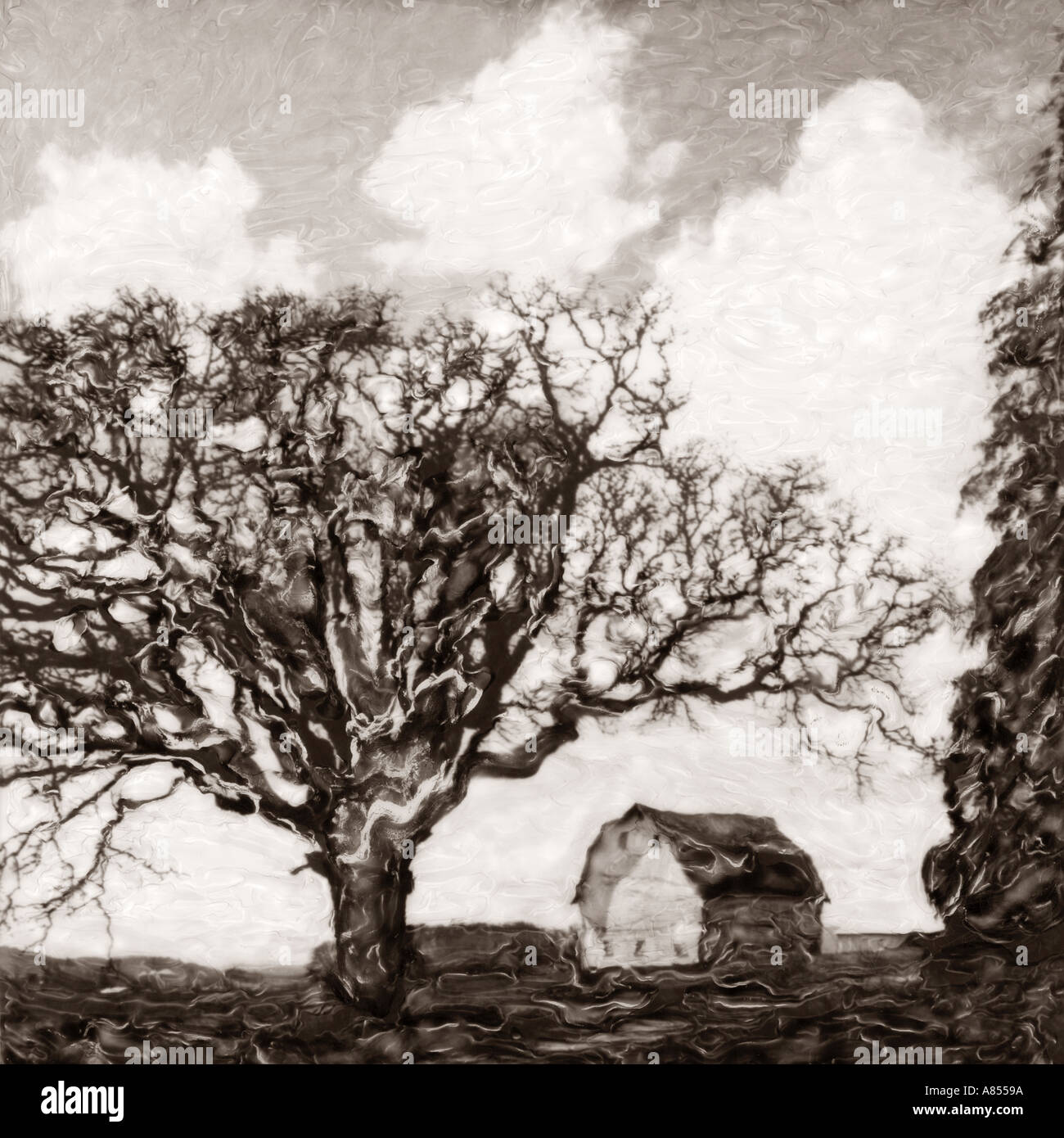 Oak tree and barn sepia tone Stock Photo