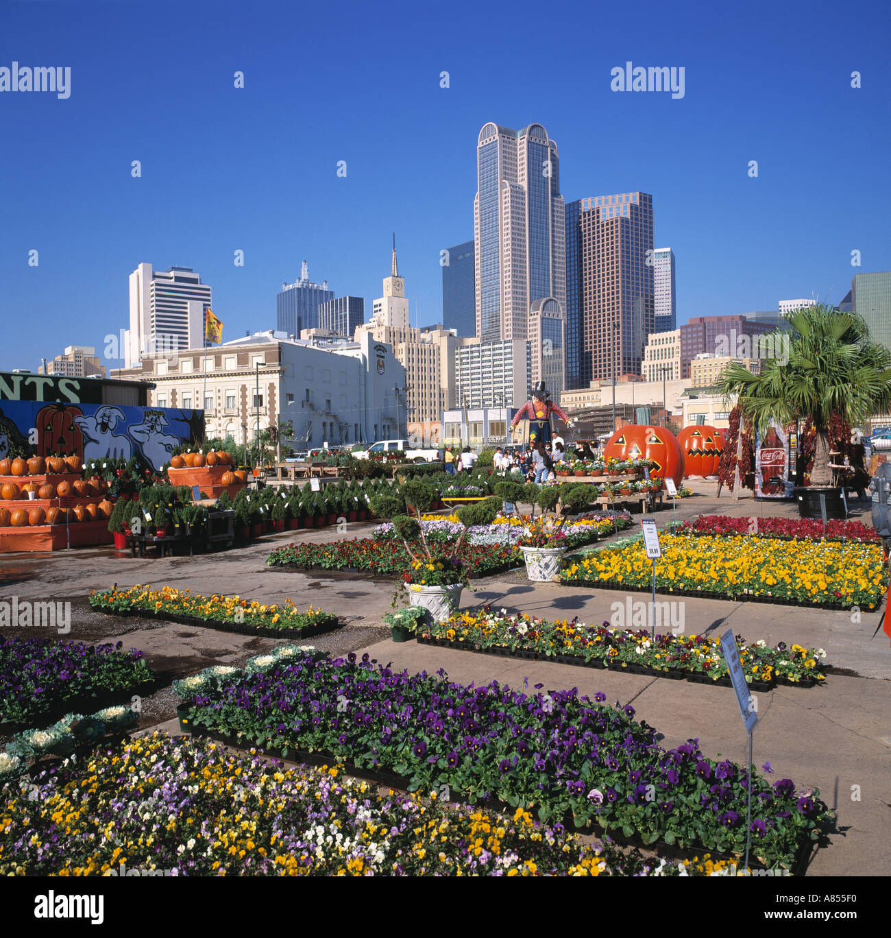 View of Dallas Texas USA across flower market Stock Photo Alamy