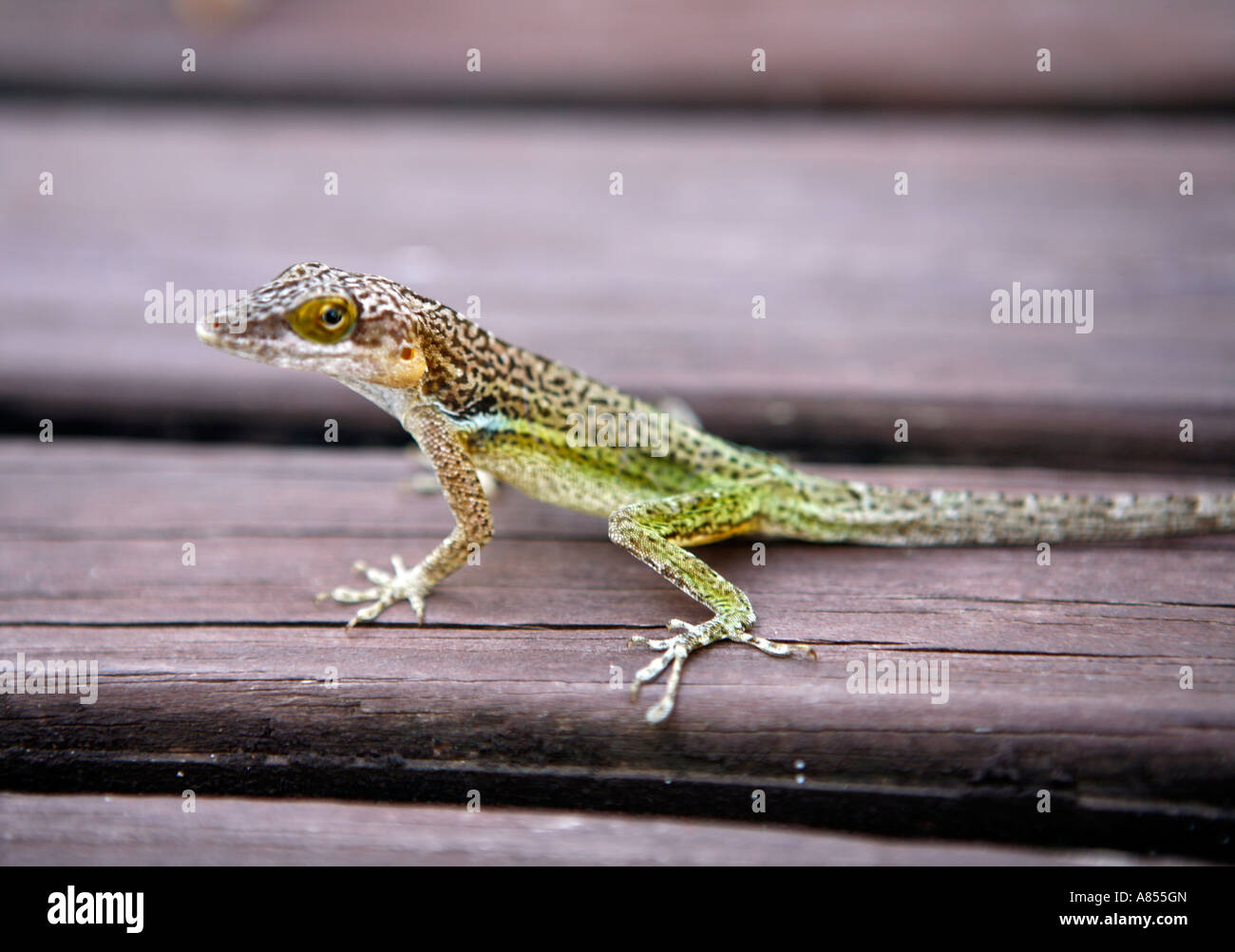 Caribbean Gecko Stock Photos & Caribbean Gecko Stock Images - Alamy