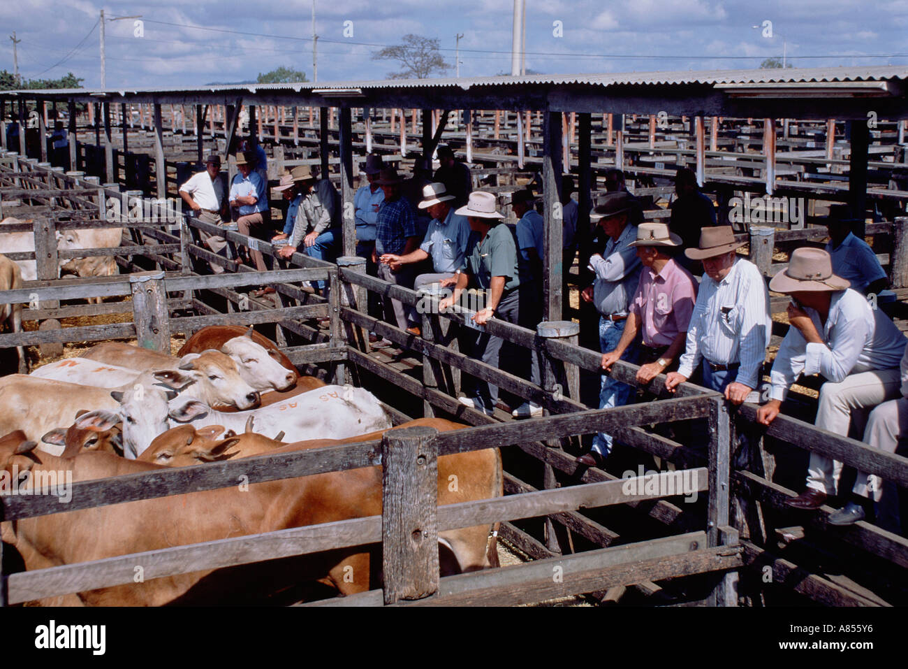 Australia. Queensland. Rockhampton cattle market. Men viewing cattle