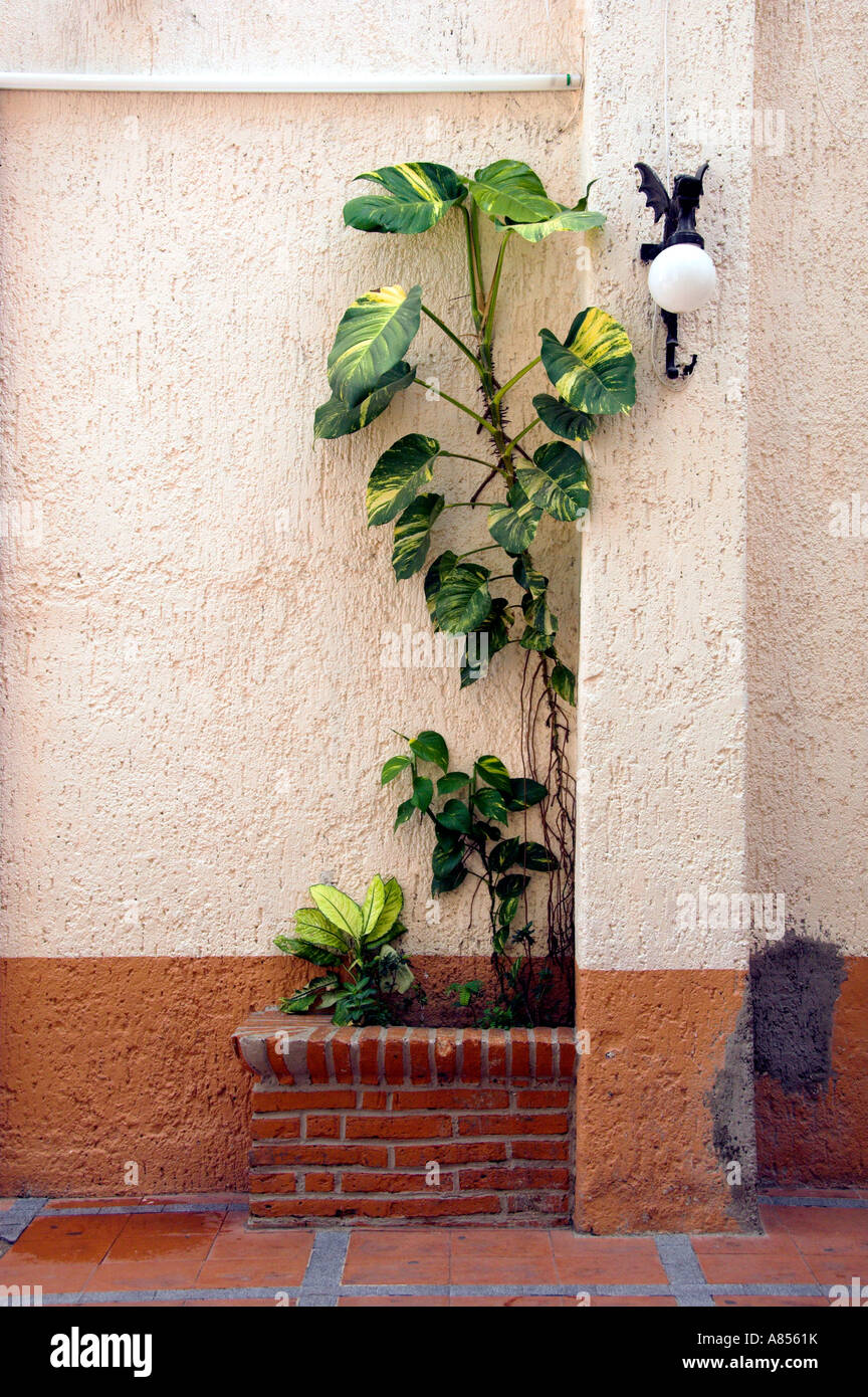 A plant outside the Church of Guadalupe in Puerto Vallarta Mexico Stock Photo