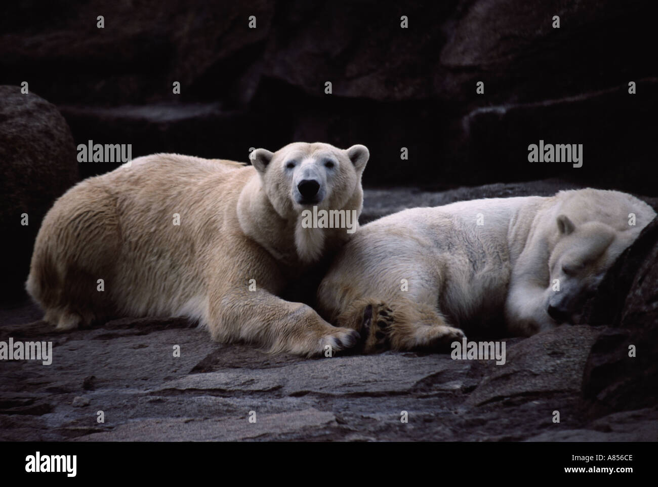 polar bears male watchfull female sleeping Stock Photo