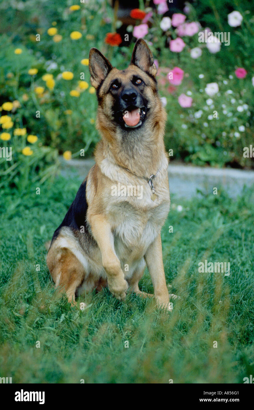 Alsatian dogs hi-res stock photography and images - Alamy