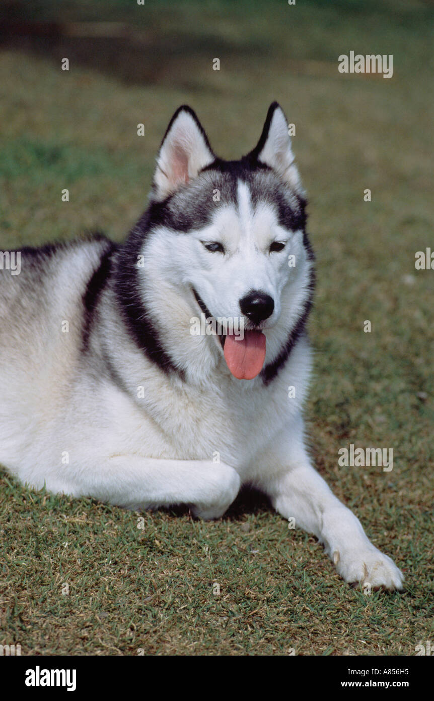 Black and white husky hires stock photography and images Alamy