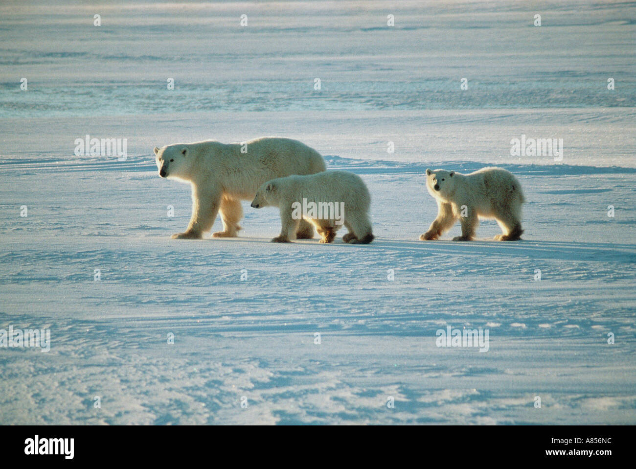 Polar bears family hi-res stock photography and images - Alamy