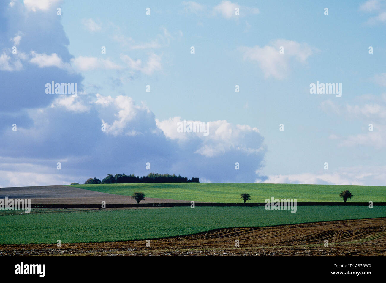 United Kingdom. England. Suffolk. Agricultural landscape. Stock Photo