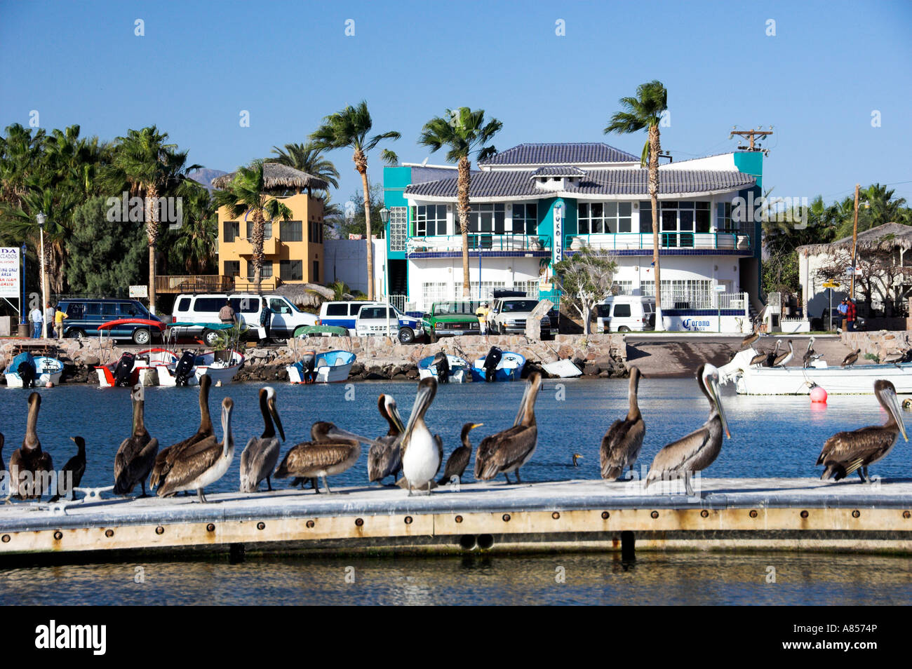 Colorful fishing boats and brown pelicans and the Baja Sur port of Loreto Mexico Stock Photo