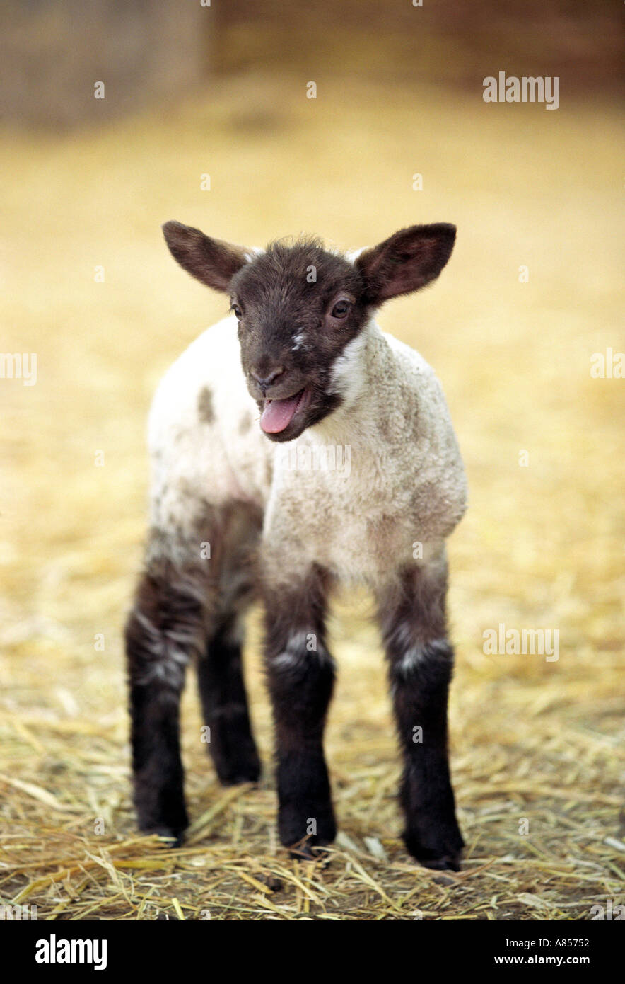 Lamb, newborn baby lamb, lamb Stock Photo - Alamy