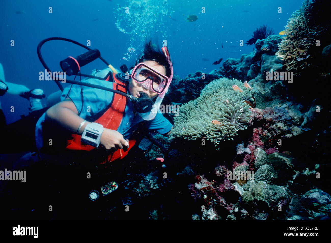 Australia. Queensland. Great Barrier Reef.  Scuba diver close to coral with anemone and clown fish. Stock Photo