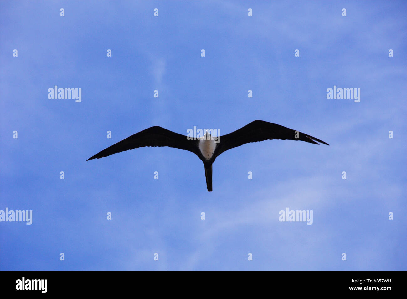 The tropical frigate bird with a blue sky at La Paz Mexico Stock Photo