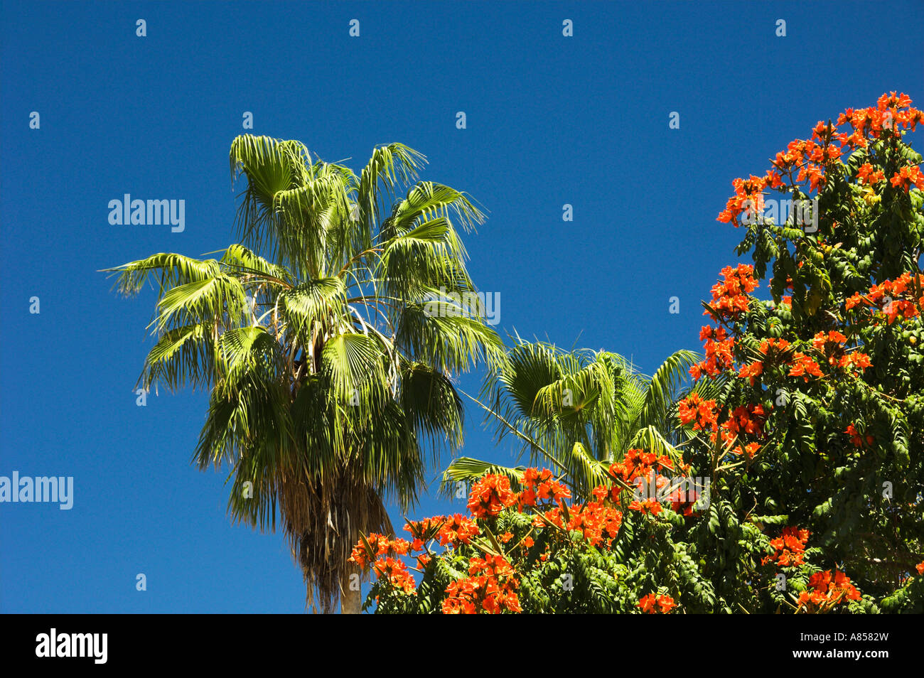 Tropical foliage of a palm tree and an African Tulip tree in Cabo San Lucas, Mexico Stock Photo