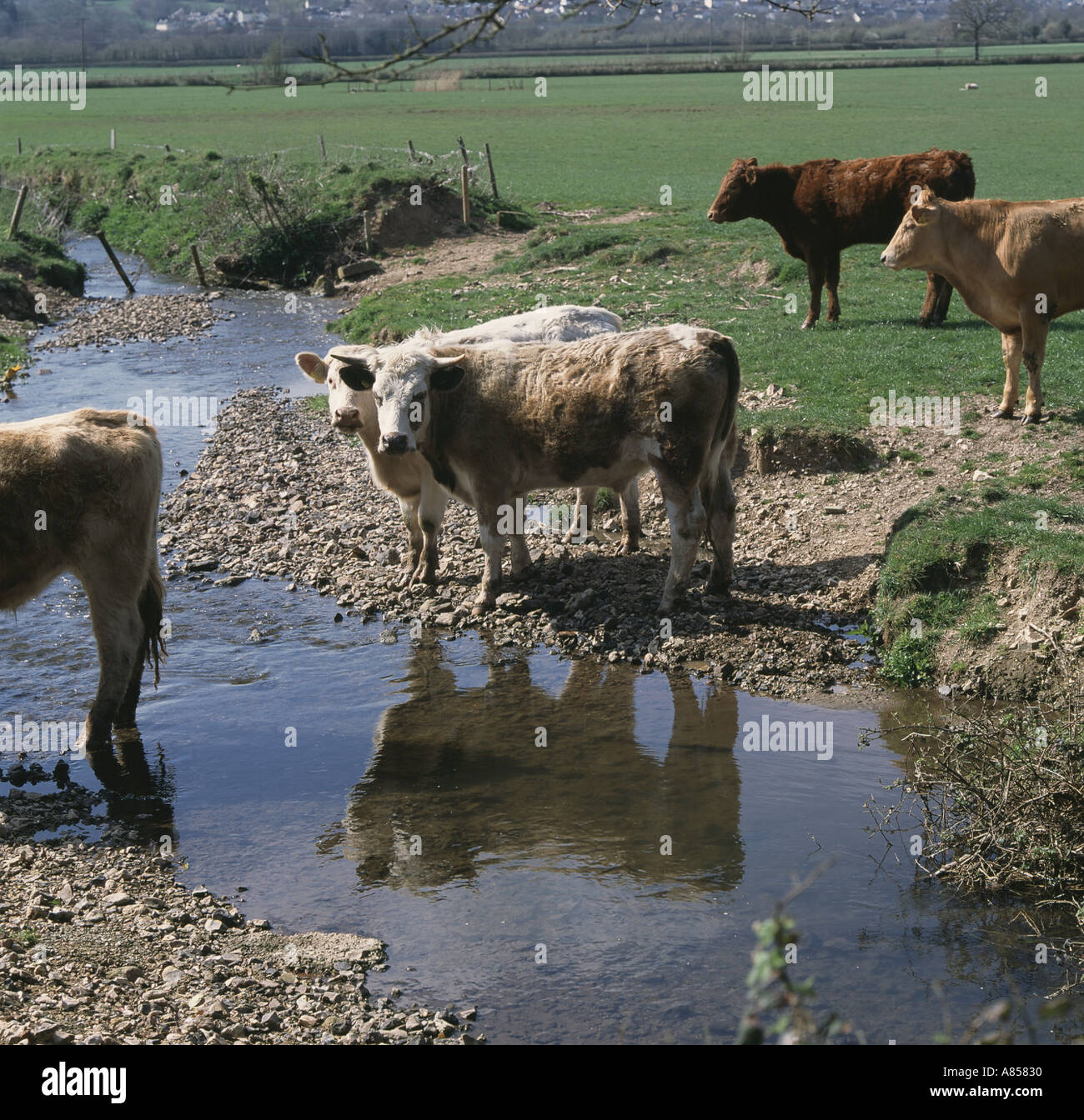 Beef cattle in a small stream in the Axe Valley Stock Photo