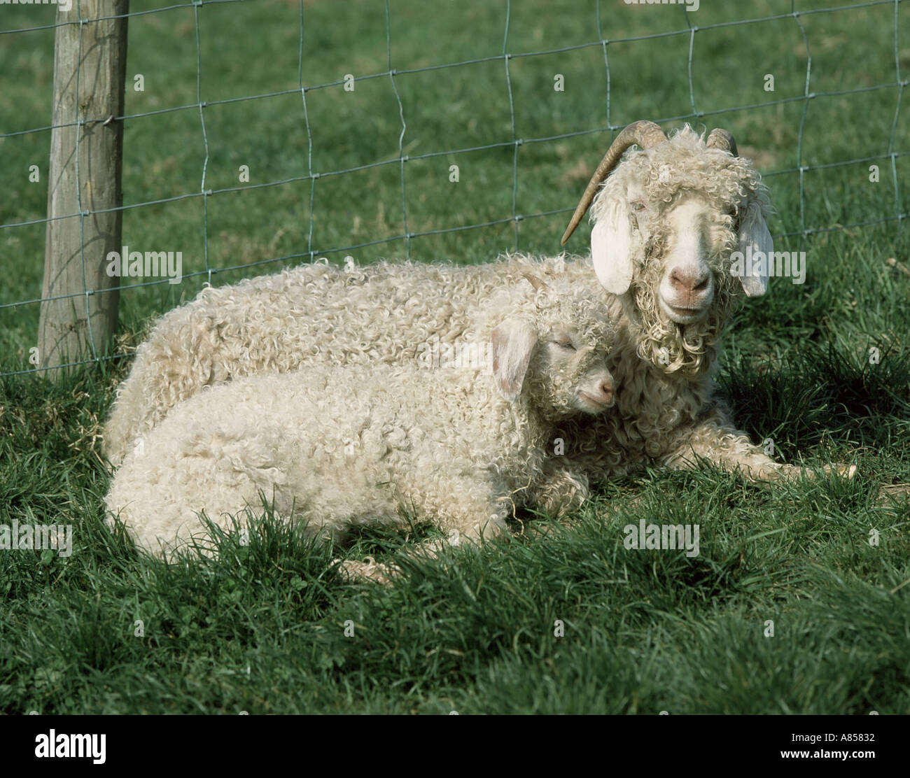Angora kid tired and asleep resting on her mother Stock Photo