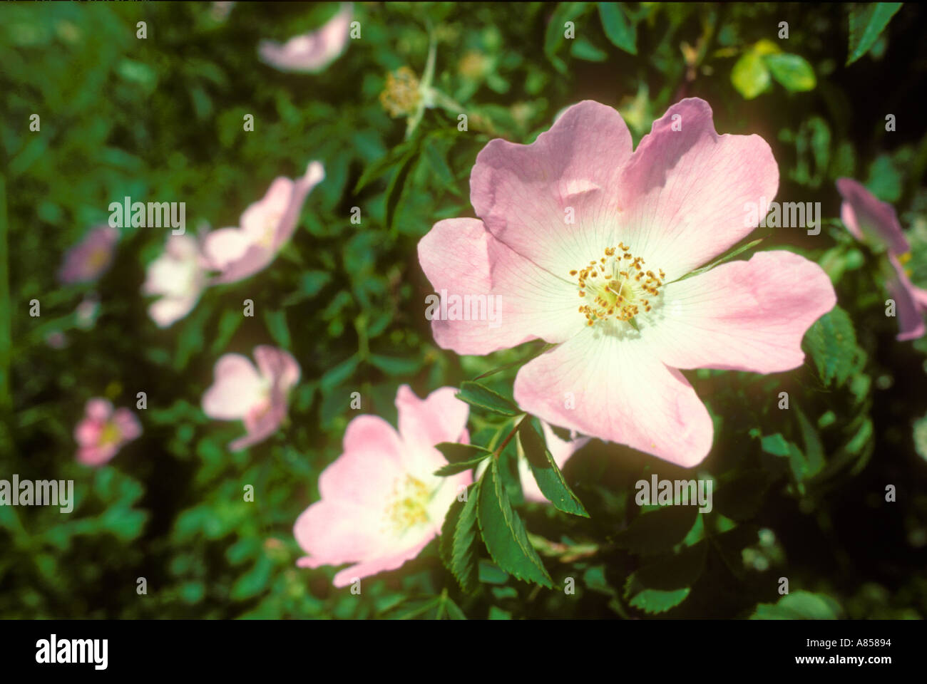 Hedgerow roses hi-res stock photography and images - Alamy