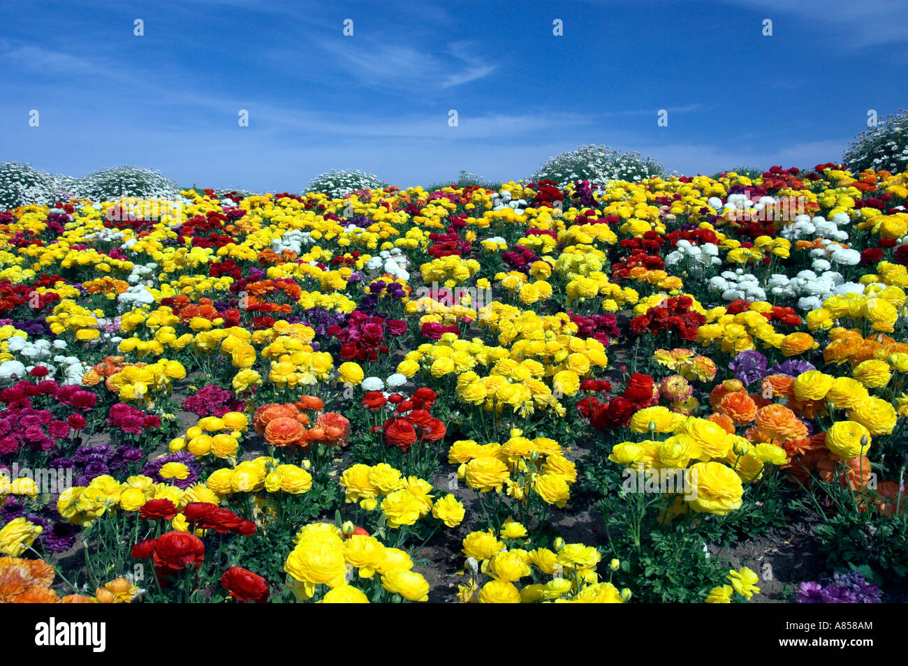 Klassen flowers field hi-res stock photography and images - Alamy