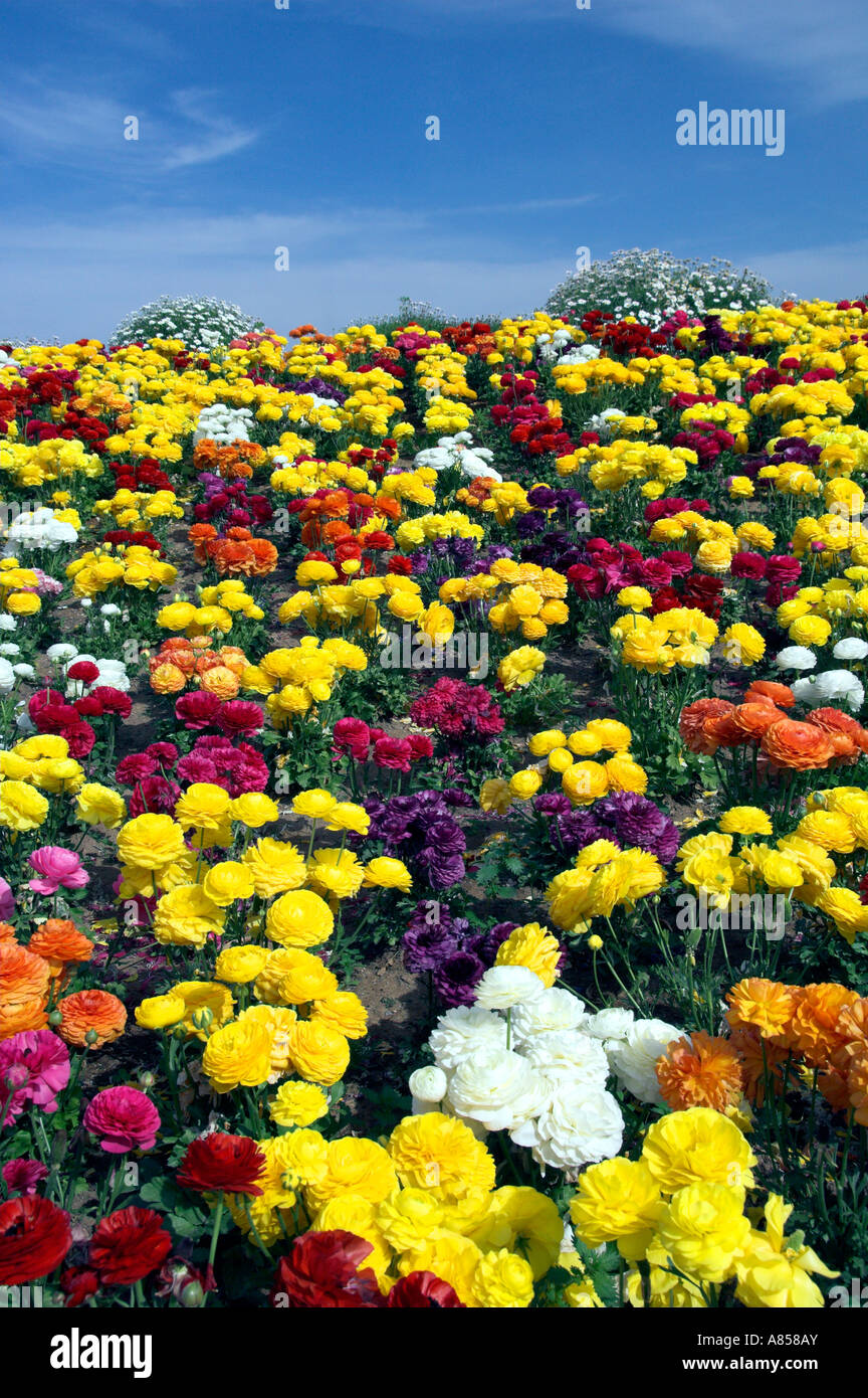 Klassen flowers field hi-res stock photography and images - Alamy