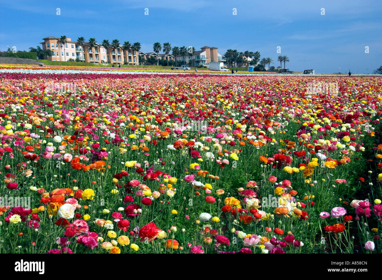Klassen flowers field hi-res stock photography and images - Alamy