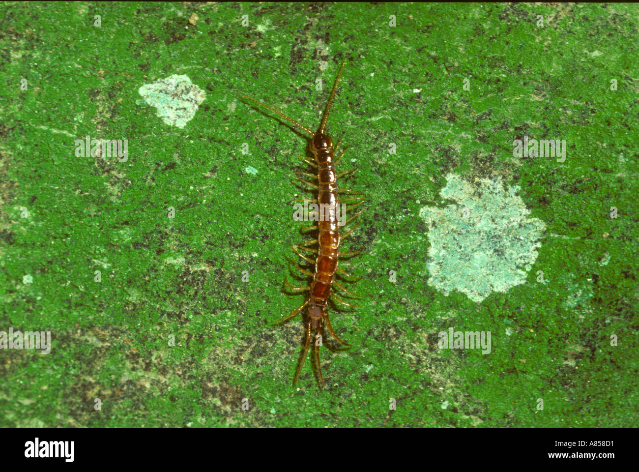 Centipede walking over moss covered log Stock Photo