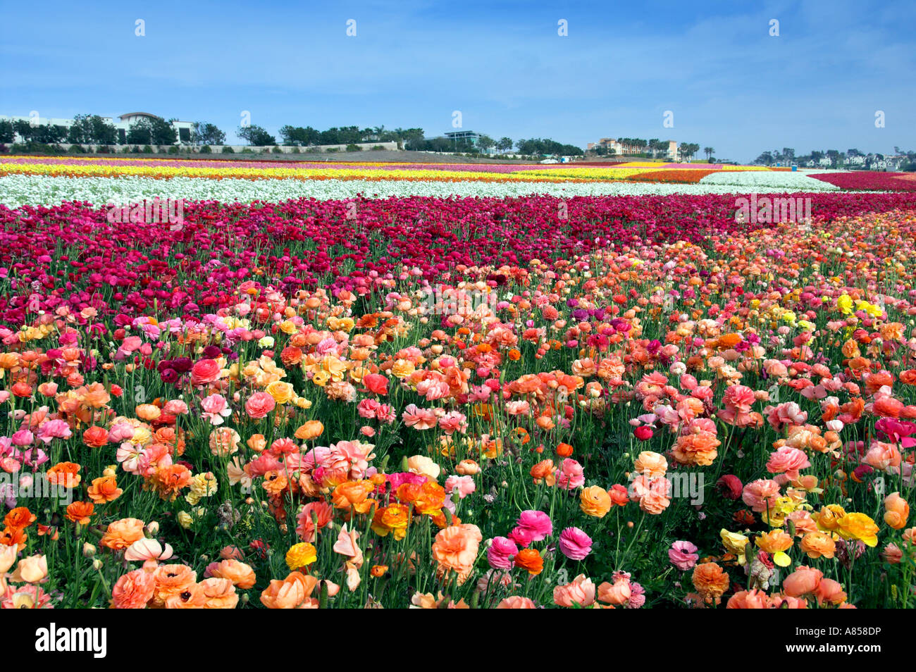 Carlsbad flower fields hi-res stock photography and images - Alamy