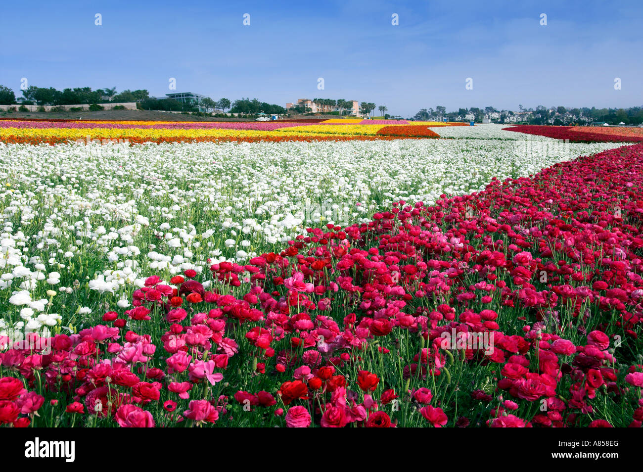 Giant Tecolote Ranunculus Flower Fields In Bloom Near Carlsbad ...