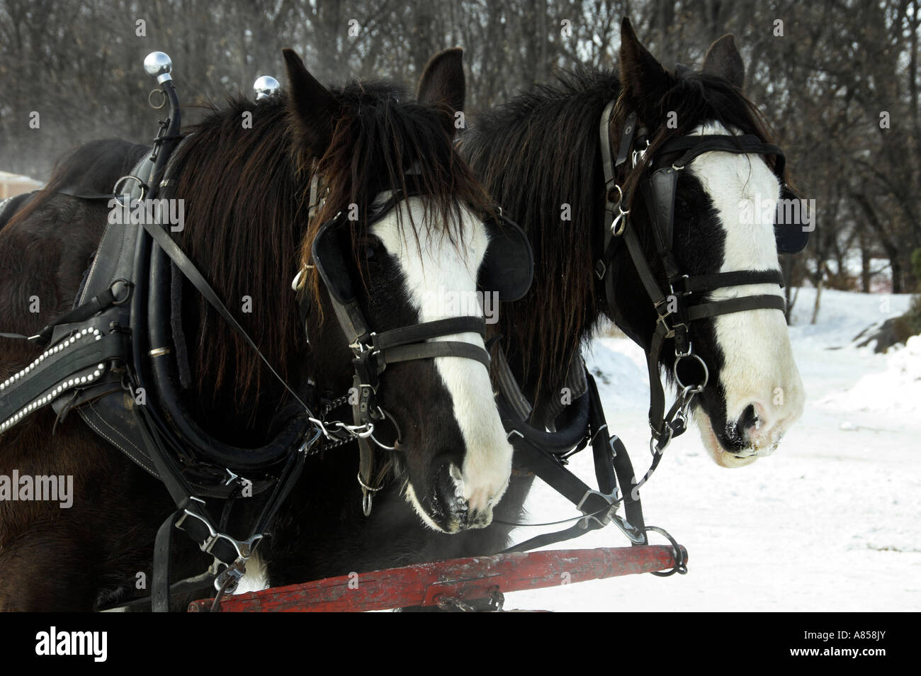 Horses pulling sleigh hires stock photography and images Alamy