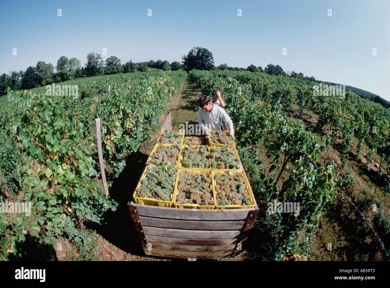 Australia. Agriculture. Wine grapes Harvesting Stock Photo Alamy