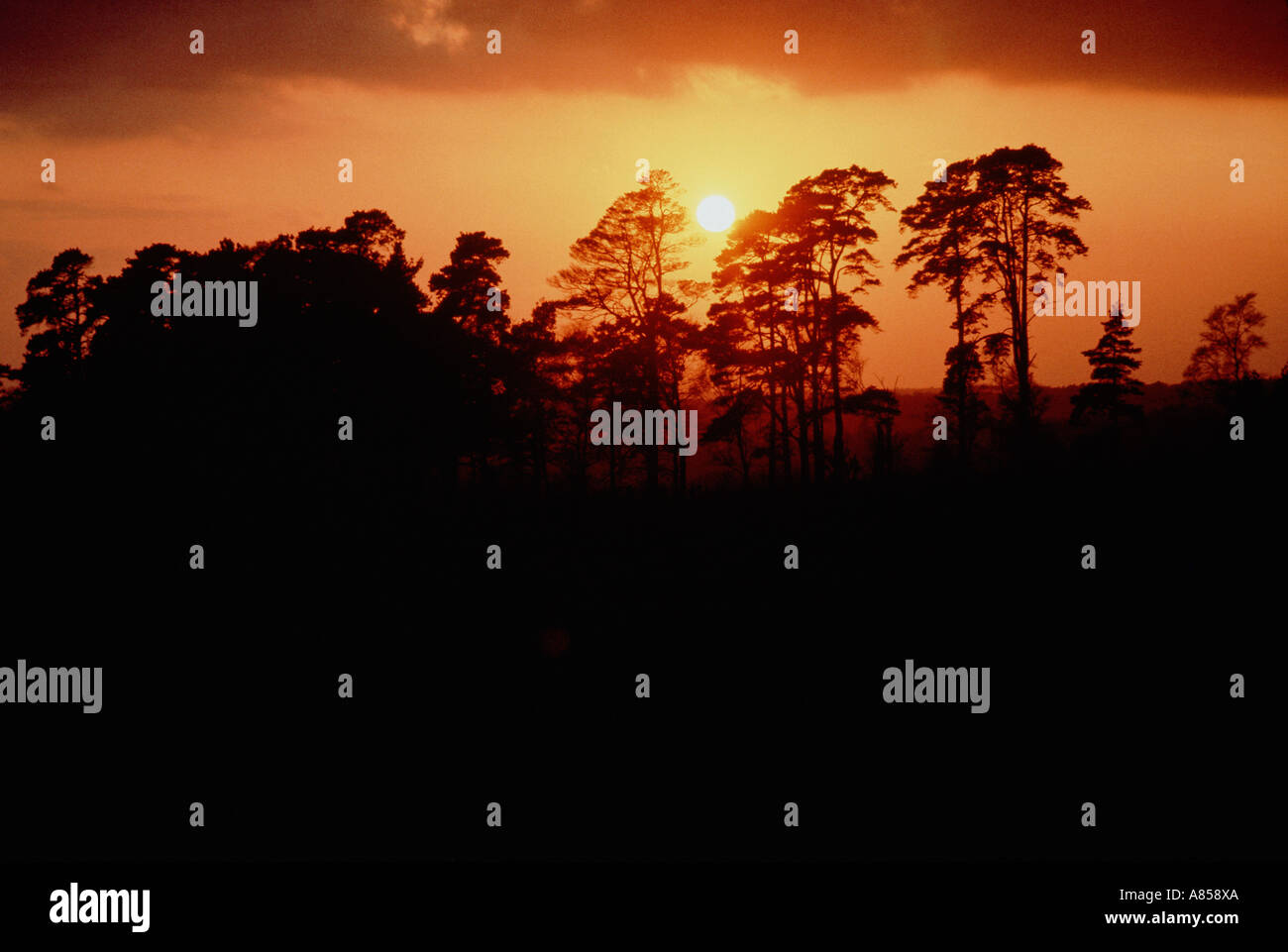 United Kingdom. England. Sussex. Ashdown Forest. Wooded hillside at sunset. Stock Photo