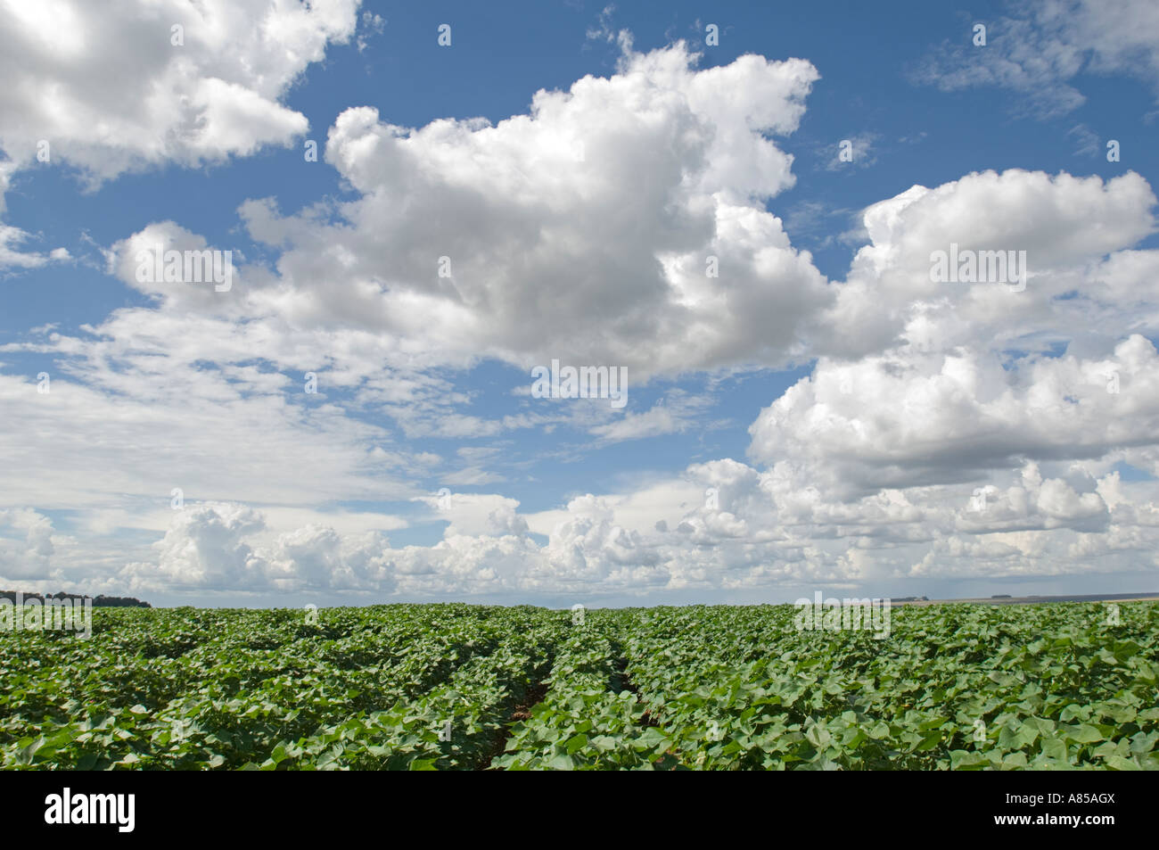 Near Mineirds next to the BR364 road in Brazil rows of soya bean (Glycine max) crops growing in a field. Stock Photo