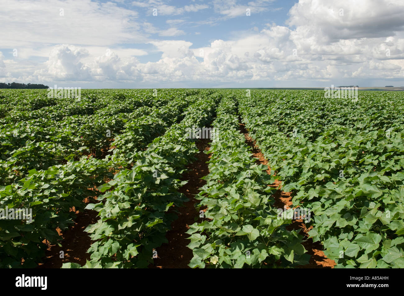 Near Mineirds next to the BR364 road in Brazil rows of soya bean (Glycine max) crops growing in a field. Stock Photo
