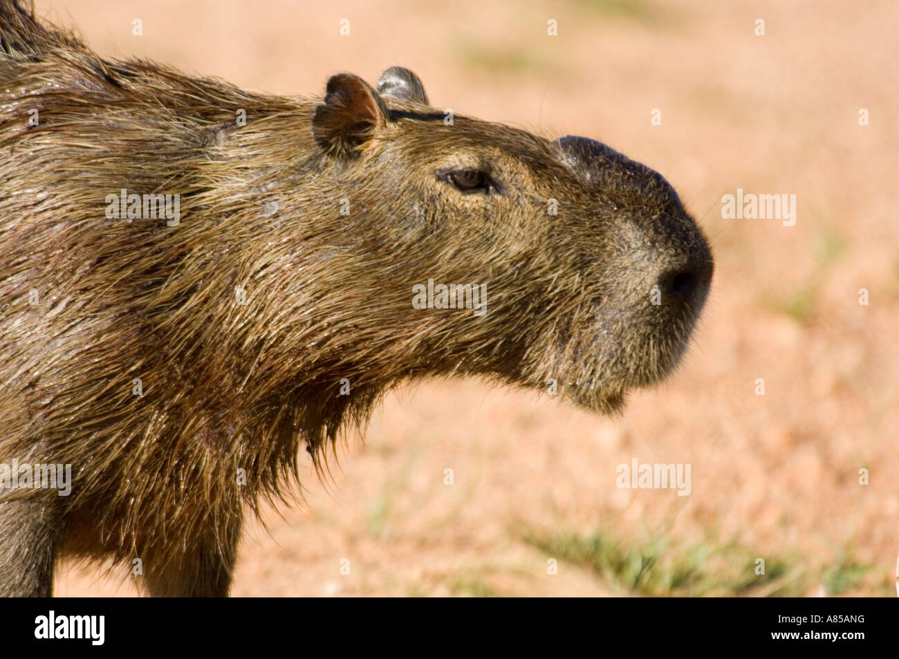 The Capybara (Hydrochaeris hydrochaeris) is the world's largest rodent.  They can often be seen on the roads in the Pantanal. Stock Photo