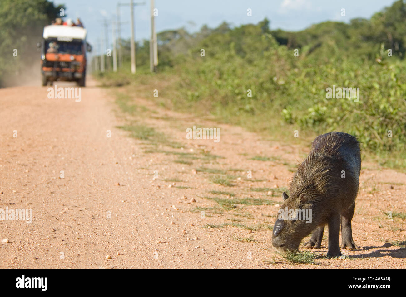 The Capybara (Hydrochaeris hydrochaeris) is the world's largest rodent.  They can often be seen on the roads in the Pantanal. Stock Photo