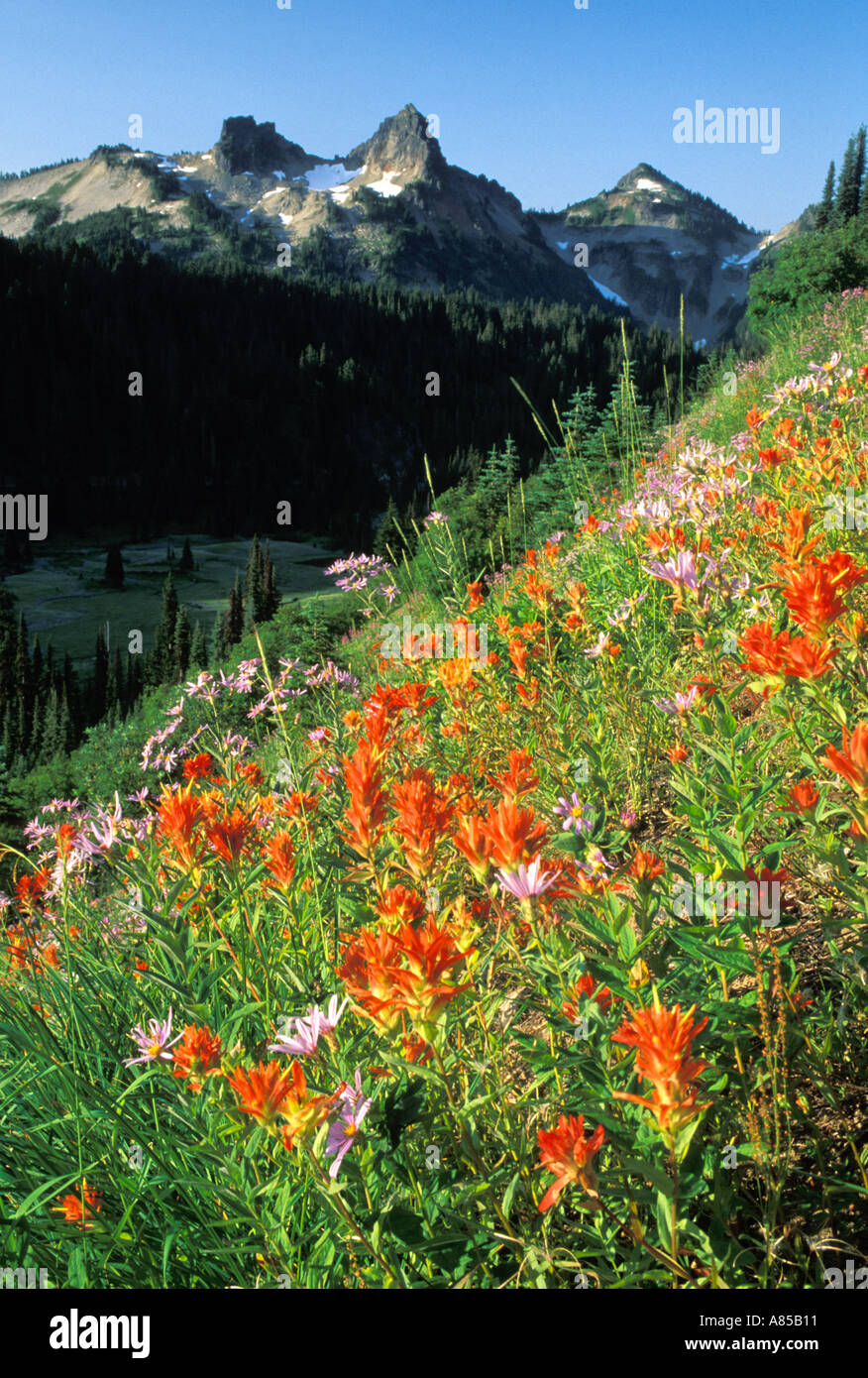 Small Flowered Paintbrush growing in meadow with Tatoosh Range in background Mount Rainier National Park Washington Stock Photo