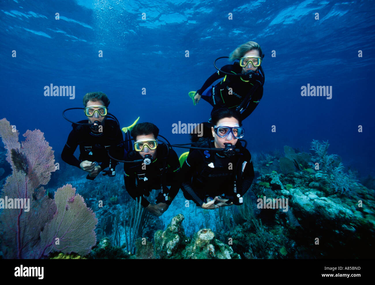 Scuba diving group underwater Stock Photo 6853020 Alamy