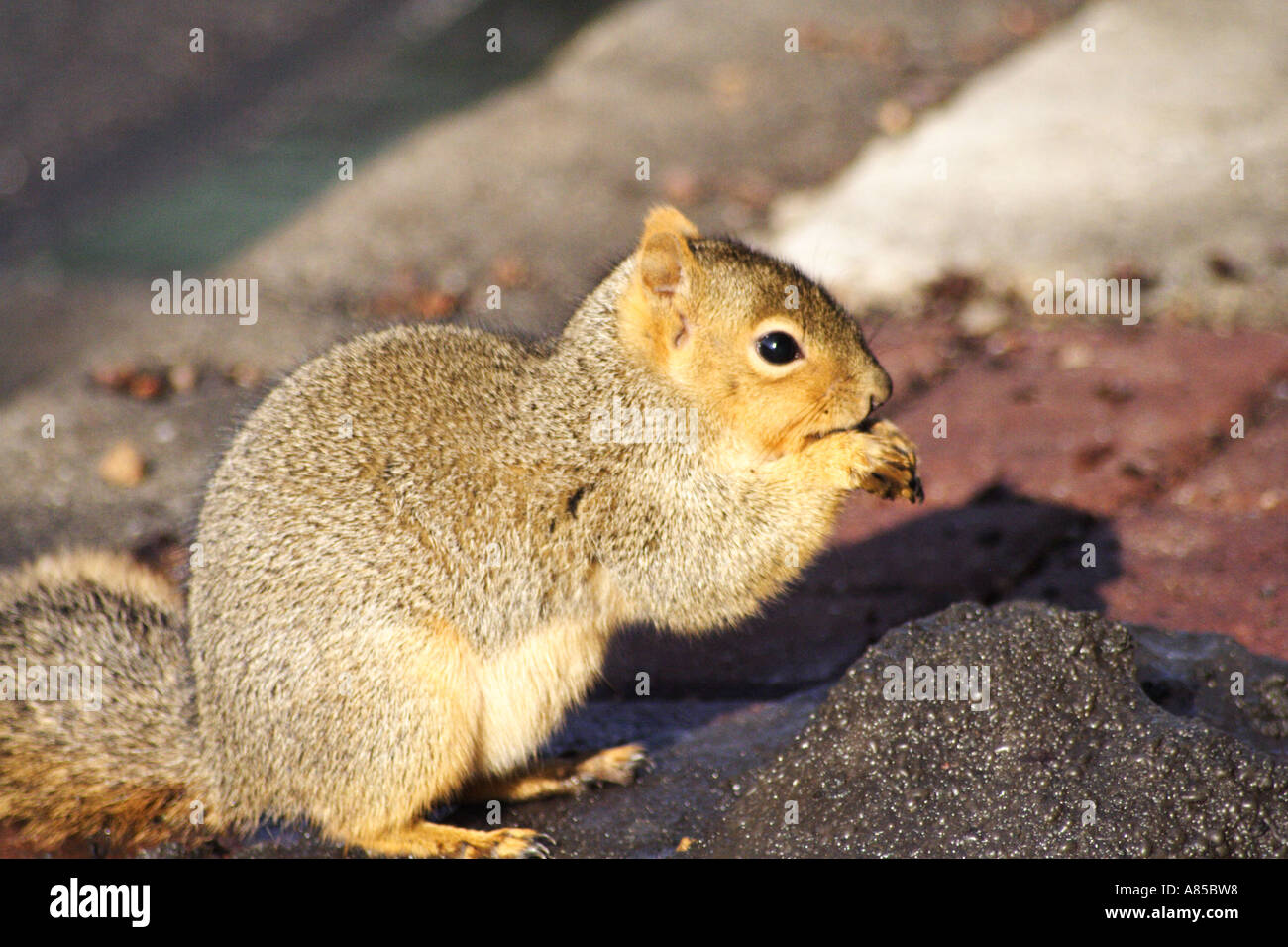 Squirus vulgaris squirrel hi-res stock photography and images - Alamy