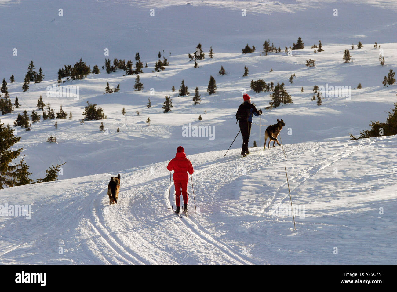 Cross Country Skiers,Norway Stock Photo Alamy