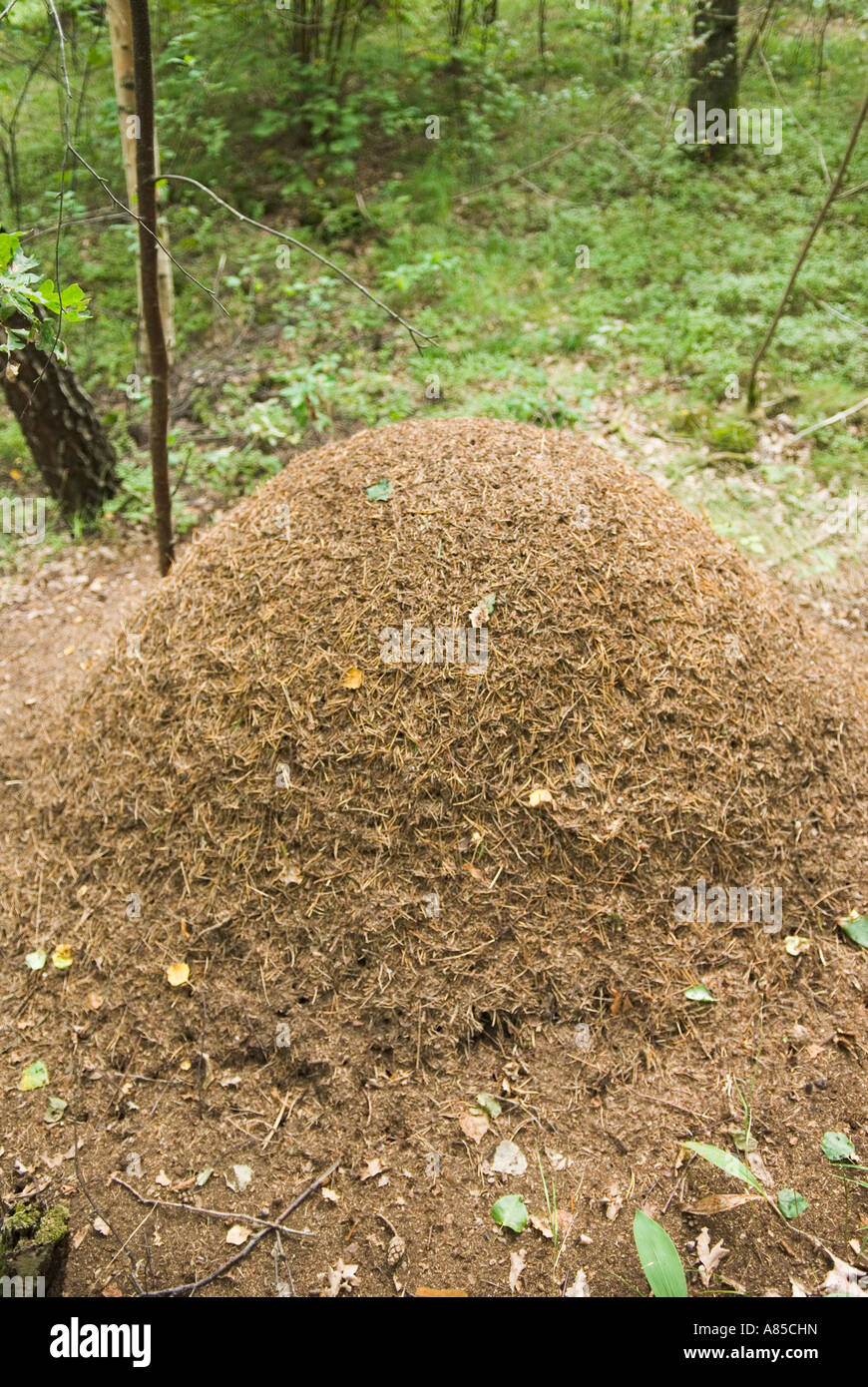 Anthill Insect Ant anthill hi-res stock photography and images - Alamy