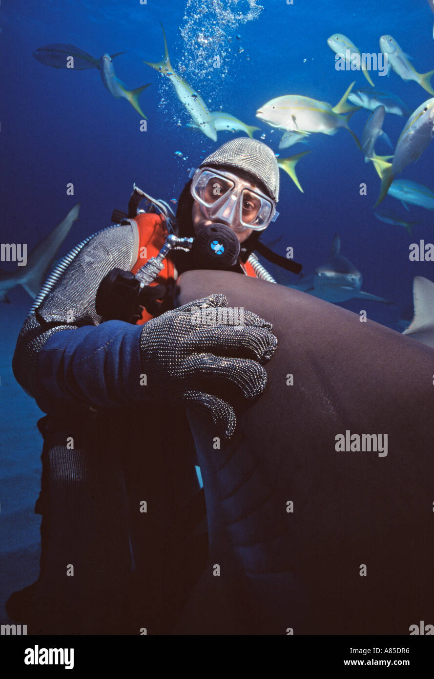 Bahamas Freeport underwater Hydro Lab Shark Dive Reef Shark nosing a