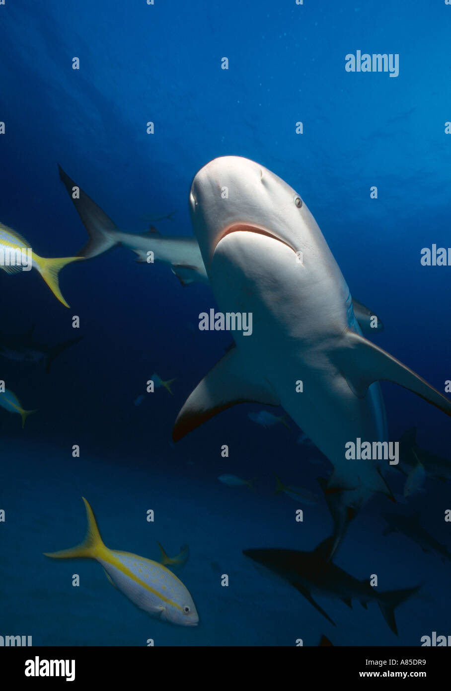 Bahamas Freeport underwater Hydro Lab Shark Dive Reef Sharks with