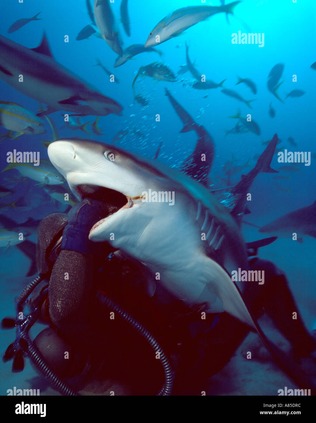 Bahamas freeport hydro lab shark hires stock photography and images