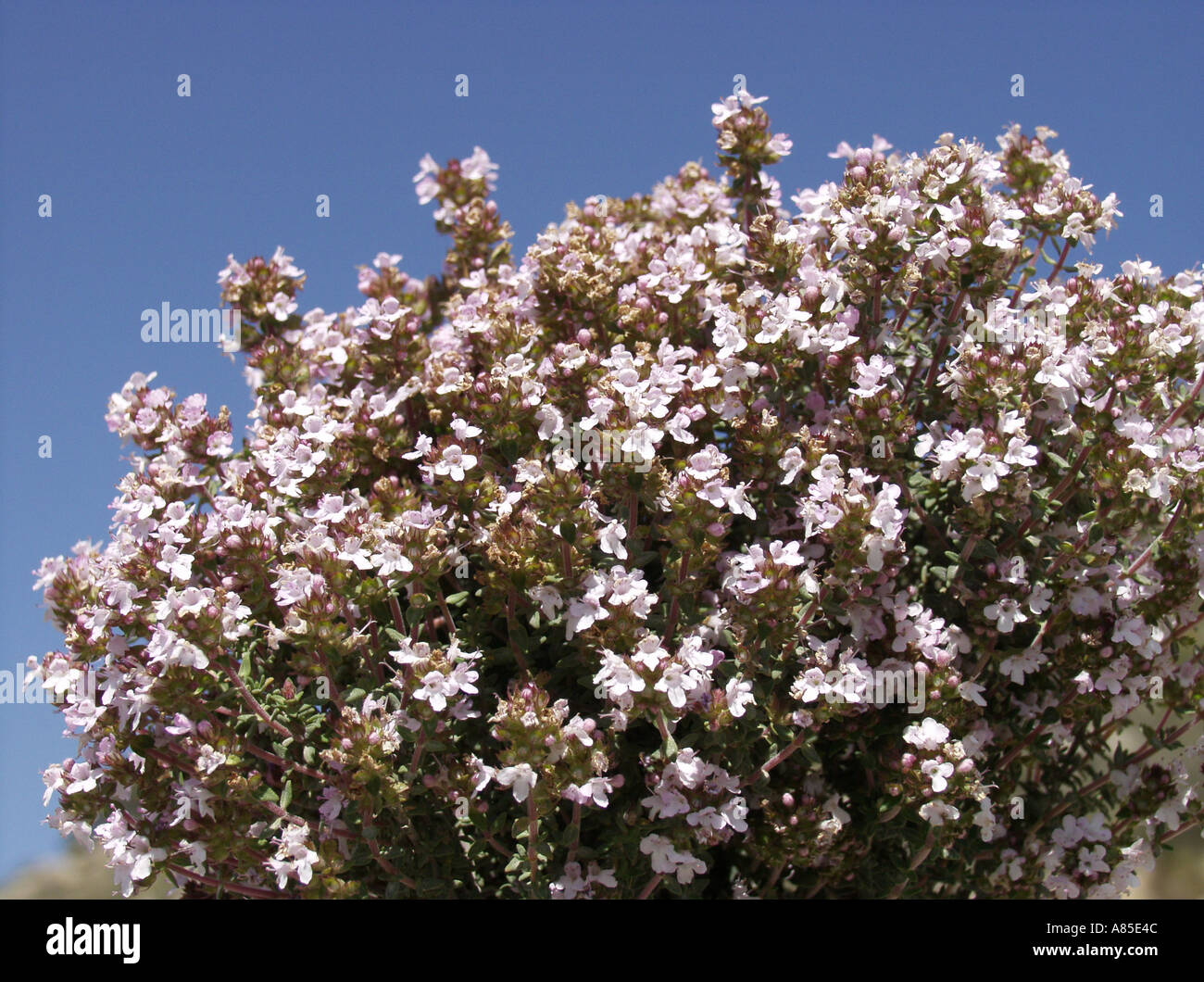 Spring flowering thyme close hi-res stock photography and images - Alamy