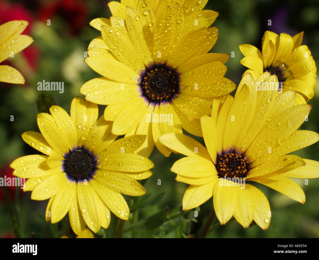 Cape daisies Dimorphoteca sp Stock Photo