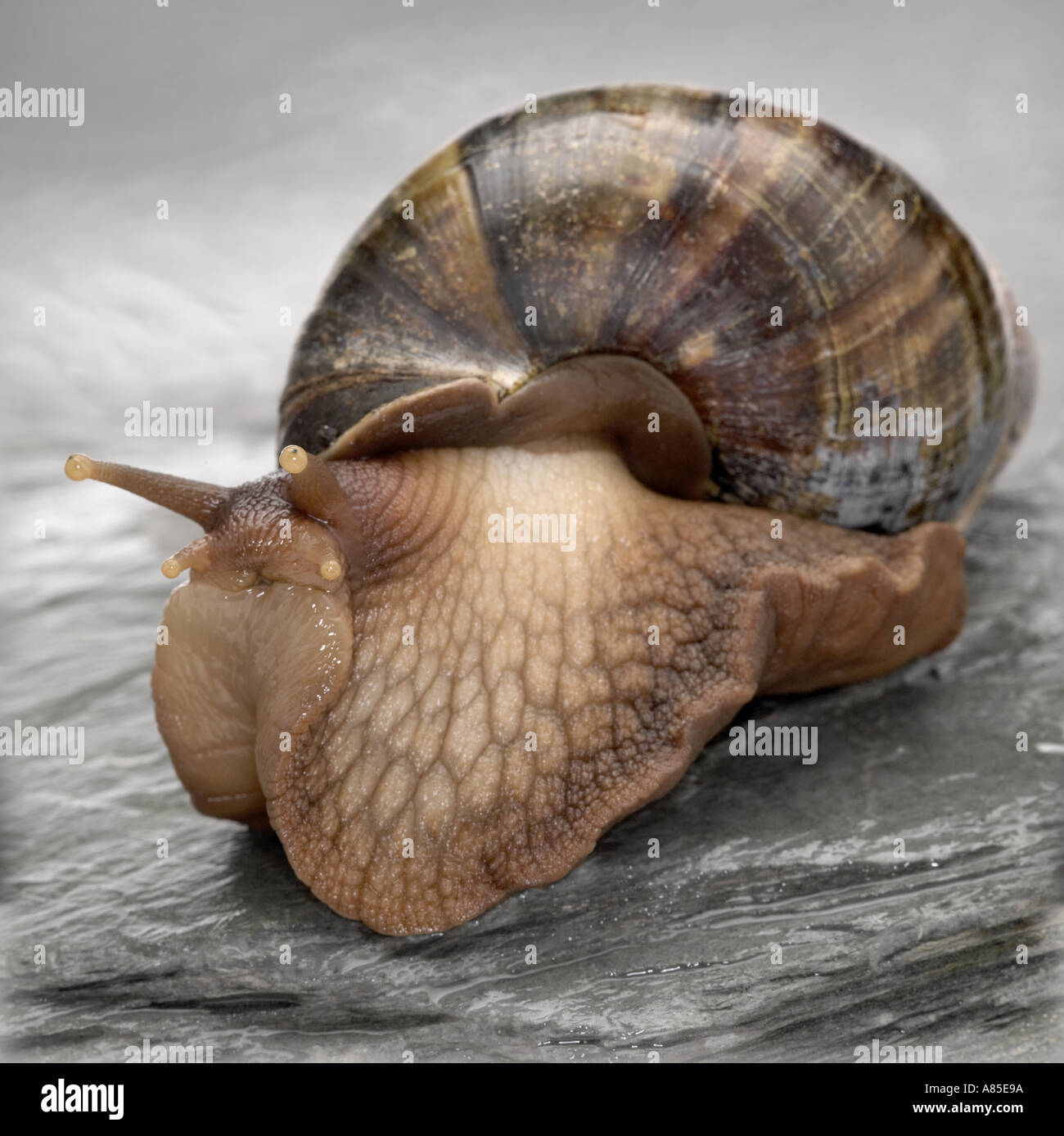 Giant Land Snail on Rock Stock Photo