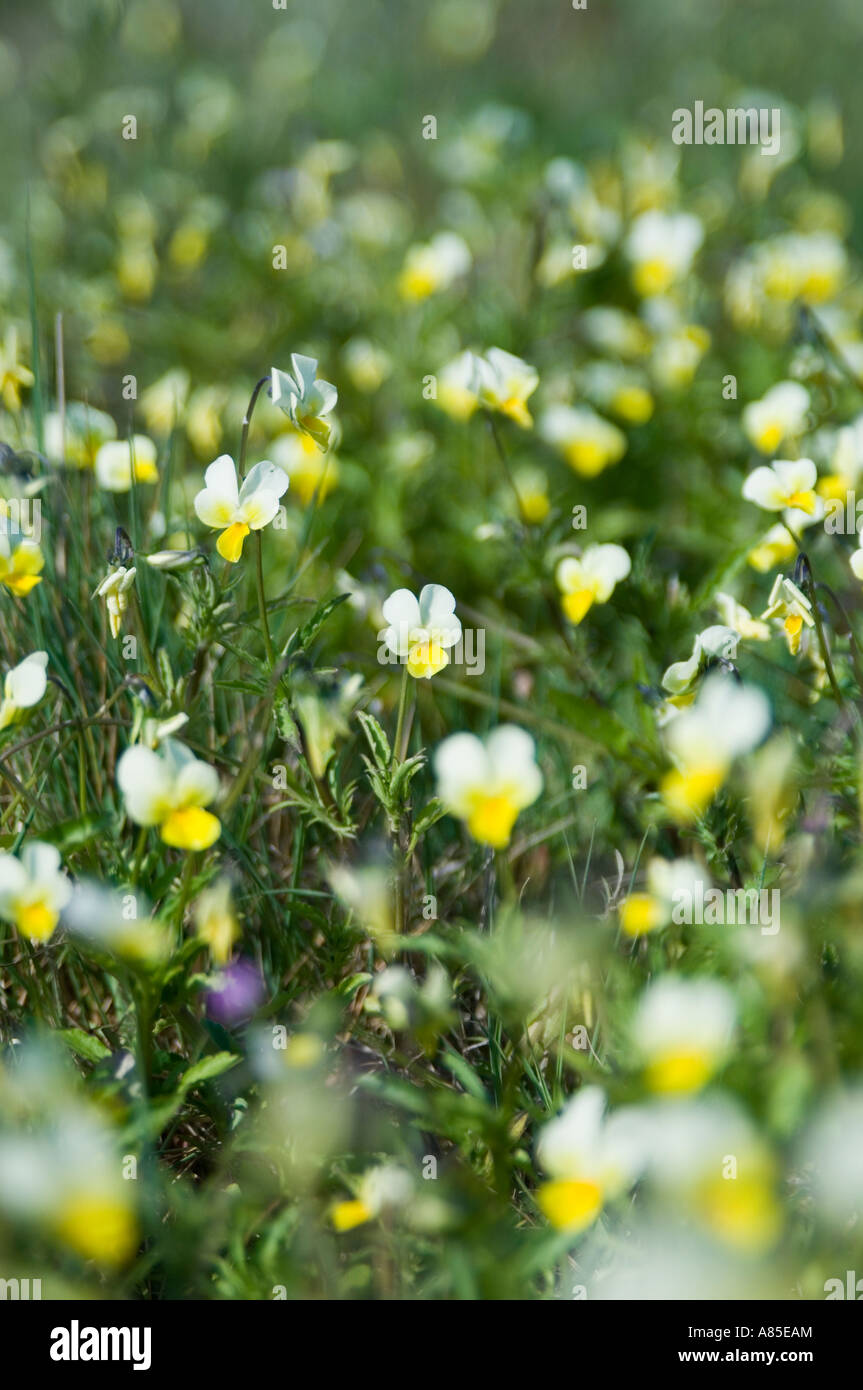 yellow and white violet flower, soft focus Stock Photo