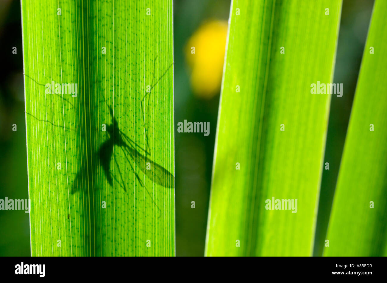 Insect and green image hi-res stock photography and images - Alamy