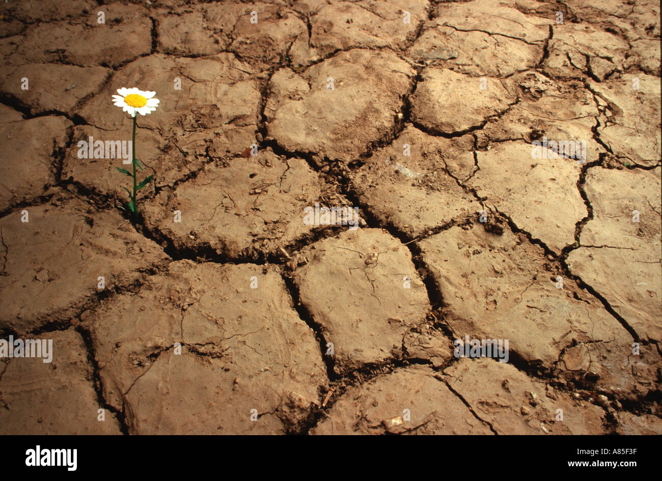 A flower grows in cracked earth during a drought Stock Photo